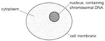 Simplified structure of an animal cell – a liver cell