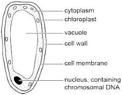 Simplified structure of a plant cell – a palisade cell from a leaf